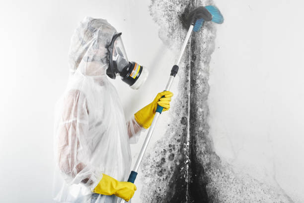 Best Mold Remediation for Rental Properties  in Perryville, MO